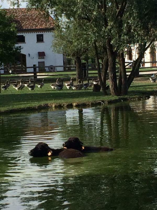 Il Selgaro Agriturismo Hotel Zelarino Esterno foto